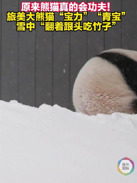 雪中展身手 旅美熊猫“显功夫”
