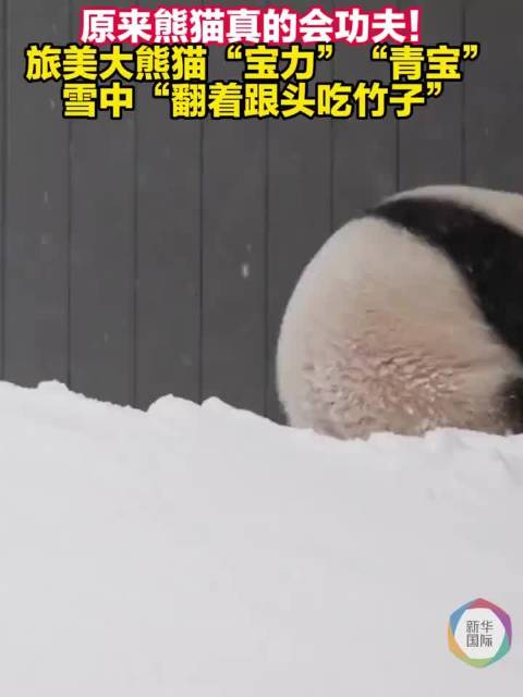 视频丨雪中展身手，旅美熊猫显功夫。网友：功夫熊猫阿宝又收徒弟了？