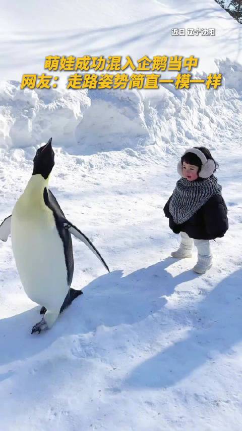 萌娃化身Q版企鹅混入队伍