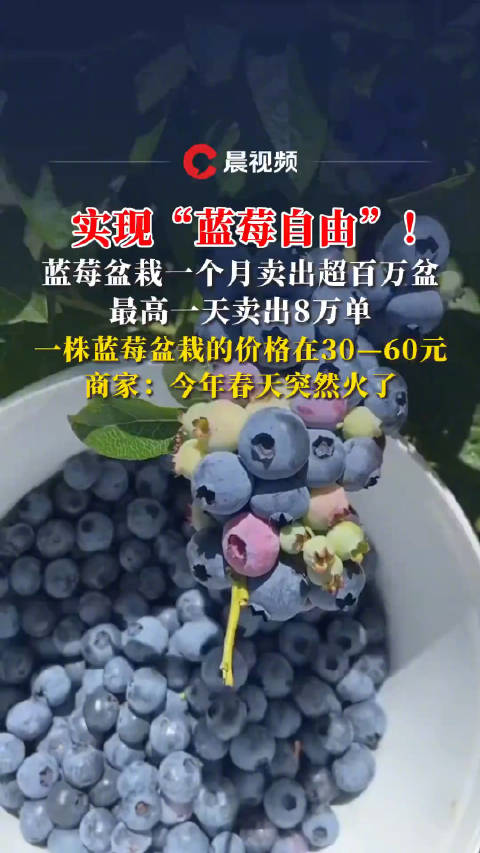 年轻人迷上了蓝莓盆栽