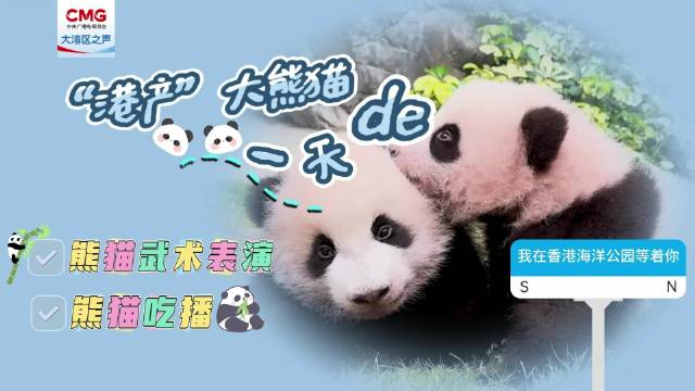 “港产”功夫熊猫的一天