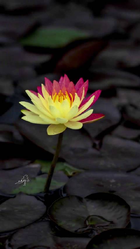 好美！双色莲花绝美绽放