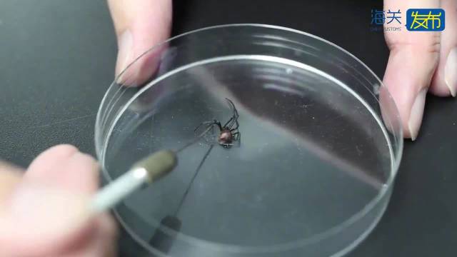 海关截获有毒蜘蛛可致人全身中毒