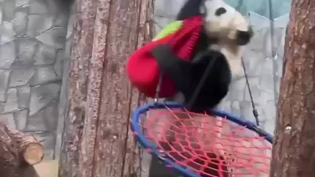 大熊猫喀秋莎“苦练拳击”连招猛锤沙袋 网友：功夫熊猫，藏不住了