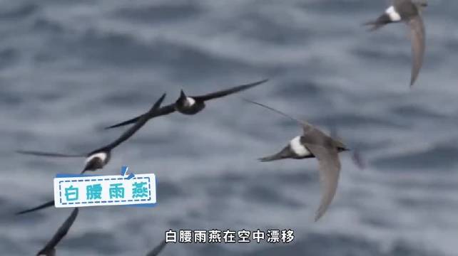 “鸟叔”快门交出太湖治理KPI