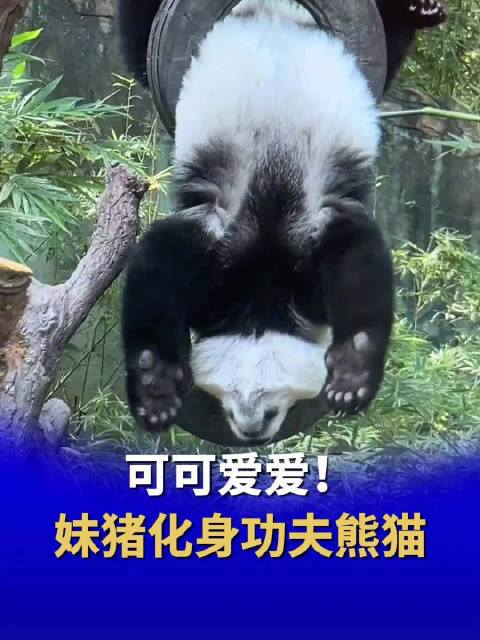 妹猪倒挂金钩化身功夫熊猫