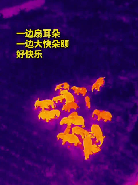 民警保姆式守护野生亚洲象