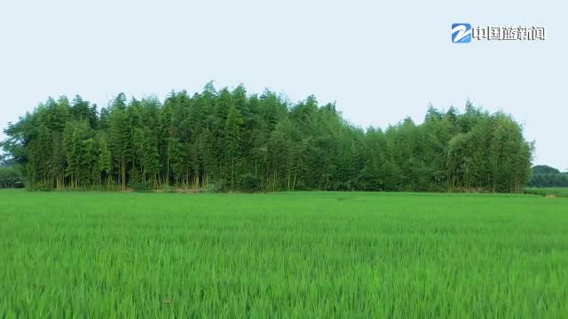 第一视点丨对良渚遗址的保护 习近平同志倾注心血