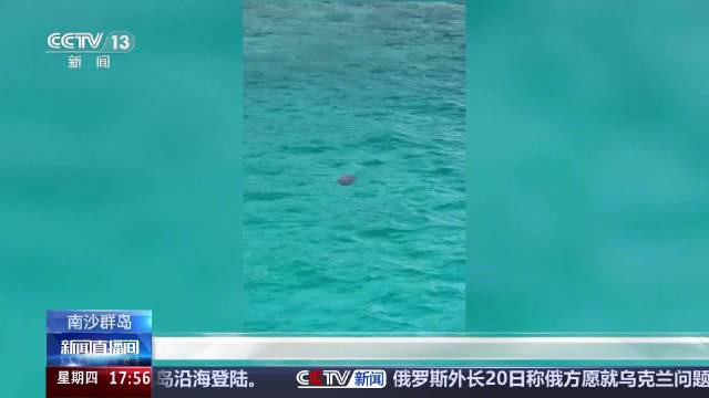 南沙群岛频现美人鱼儒艮