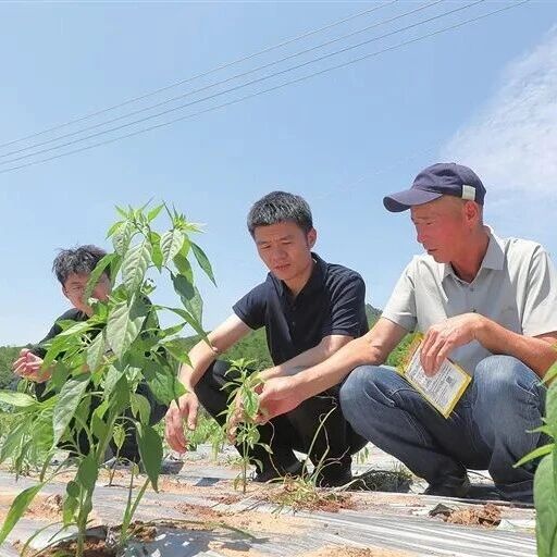 误食可能休克！河源“战狼”辣椒，不能吃却能造飞机……