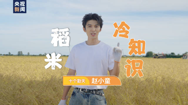 十个勤天赵小童去东北割水稻