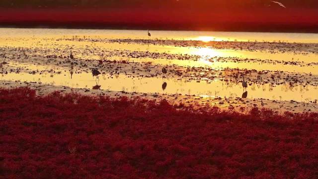 威海昌阳河红海滩现赤红奇观