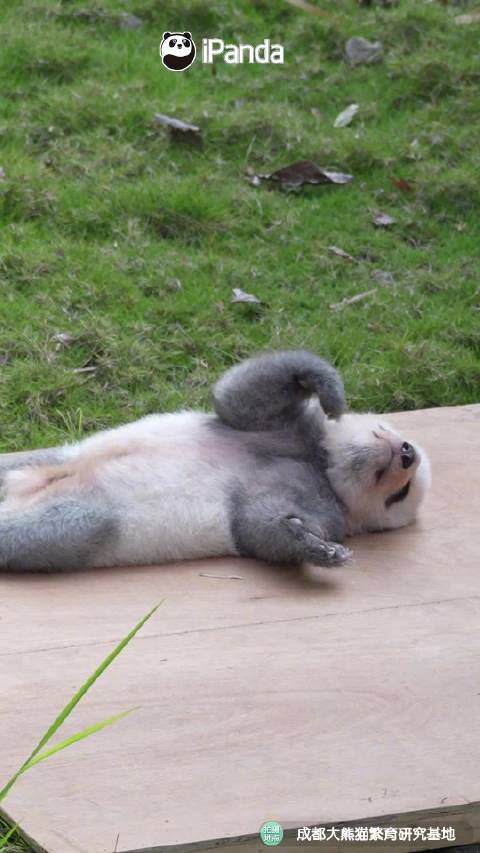 原来练成功夫熊猫要从娃娃抓起