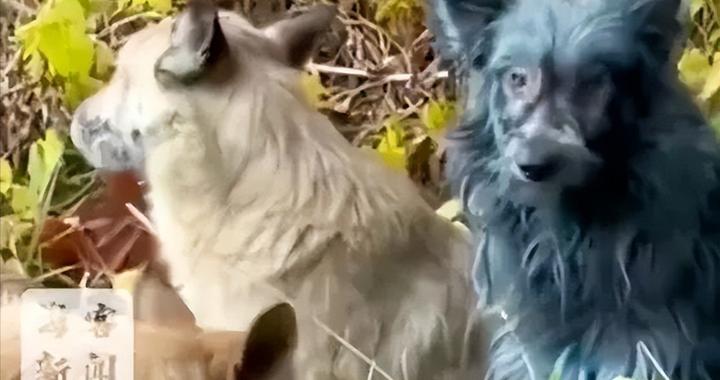 切尔诺贝利核电站附近被发现出现多只蓝色的狗，行为活跃健康，当地：正试图抓住以查明原因