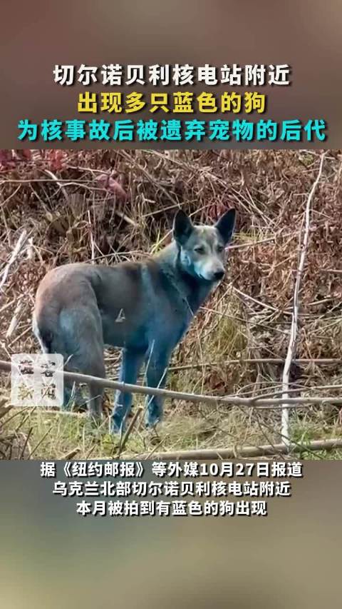 切尔诺贝利核电站附近出现蓝色的狗 为核事故后被遗弃宠物的后代