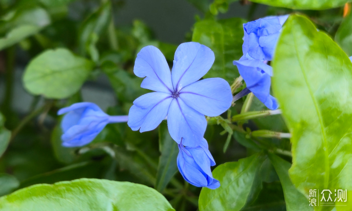 好看的輕薄大屏旗艦，SamsungGalaxy S24+體驗_新浪眾測