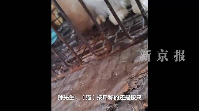 福建一市场现宰活猫售卖