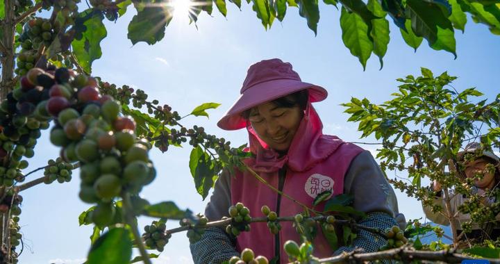 云南保山：咖啡进入收获季