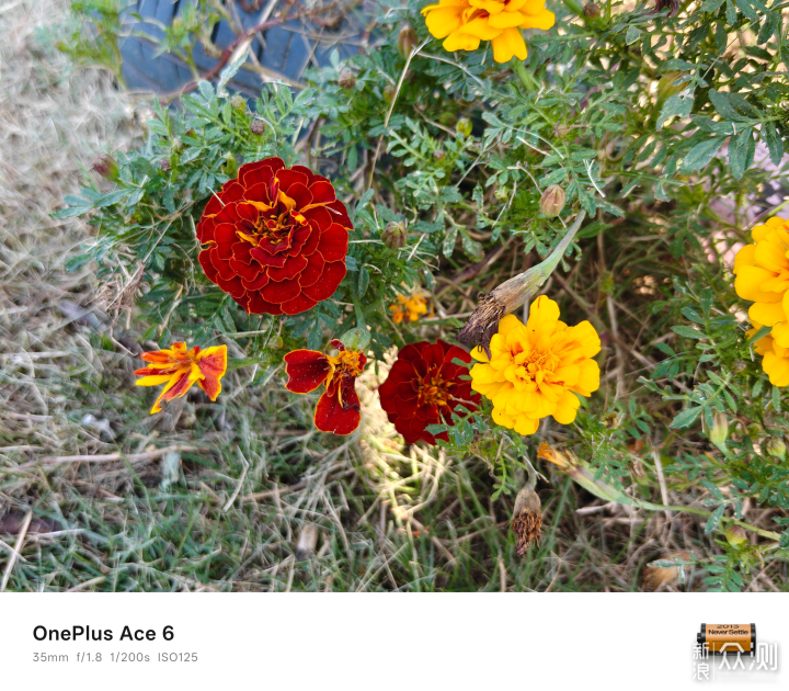 稱職的中端手機王者,7大方位評測一加Ace 6_新浪眾測