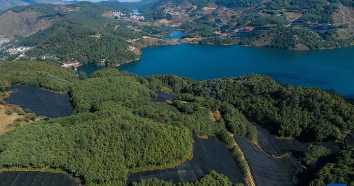 云南保山：“绿色黄金”富民增收