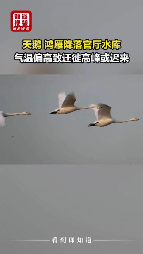 天鹅鸿雁降落官厅水库，气温偏高致迁徙高峰或迟来