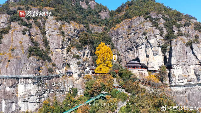 满树金黄！浙江700年银杏与悬崖古寺相映古韵悠长