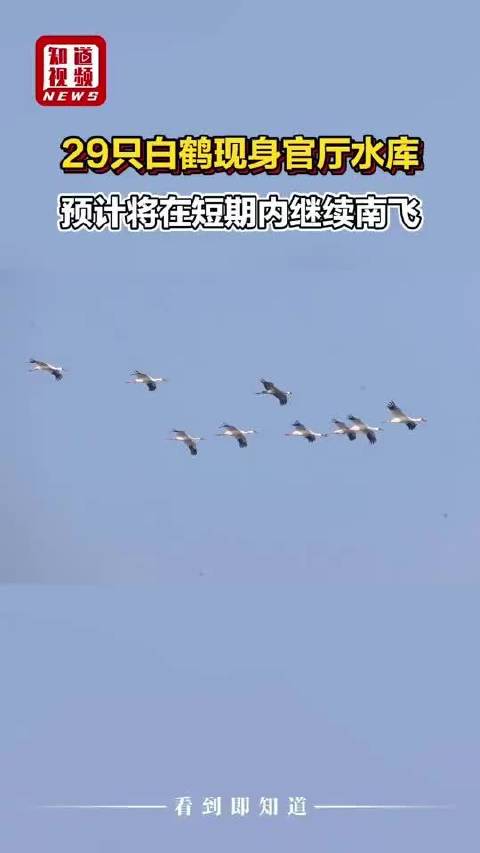 视频丨29只白鹤现身官厅水库，预计将在短期内继续南飞