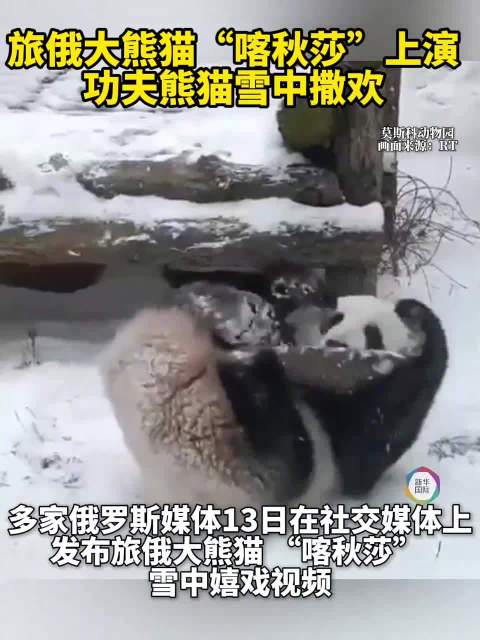 旅俄大熊猫喀秋莎雪中撒欢