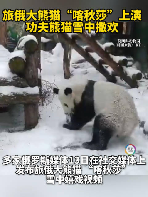 旅俄大熊猫“喀秋莎”上演“功夫熊猫”雪中撒欢