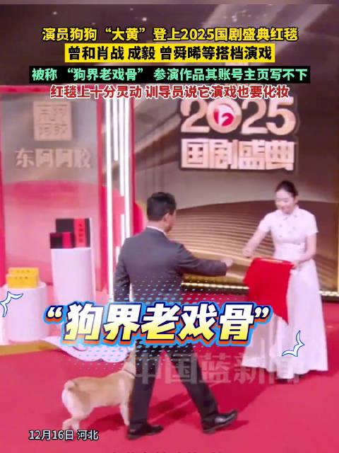 与肖战成毅搭档的狗狗登上国剧盛典