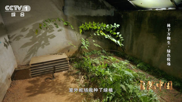 能晒太阳躲雨的仿生态蛇园啥样