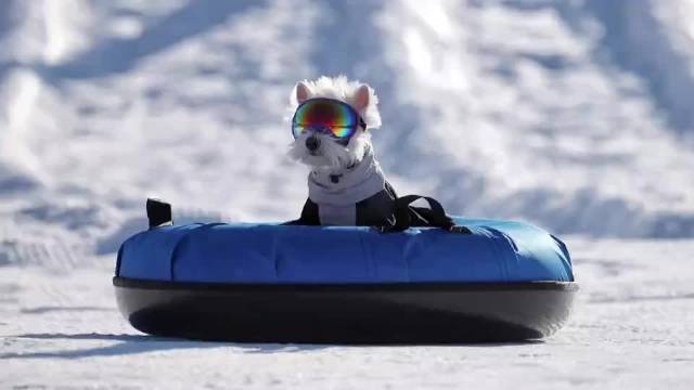 视频｜带毛孩子玩雪去！平谷冰雪季首推专业宠物冰雪乐园