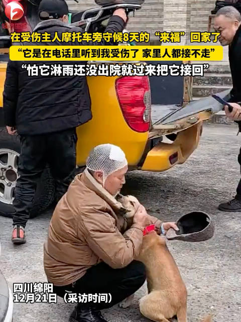 来福回家了！守候主人摩托车8天的狗狗回家了
