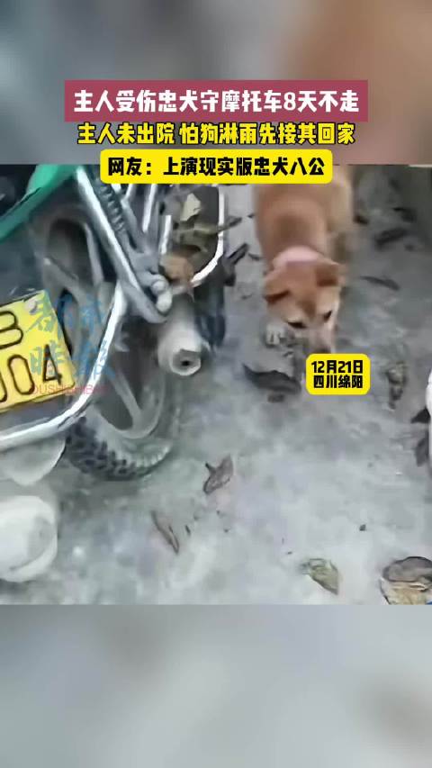 主人受伤忠犬守摩托车8天不走