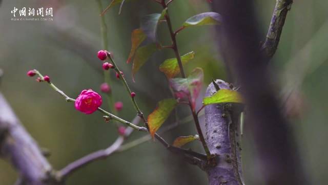 南京玄武湖梅花凌寒绽放