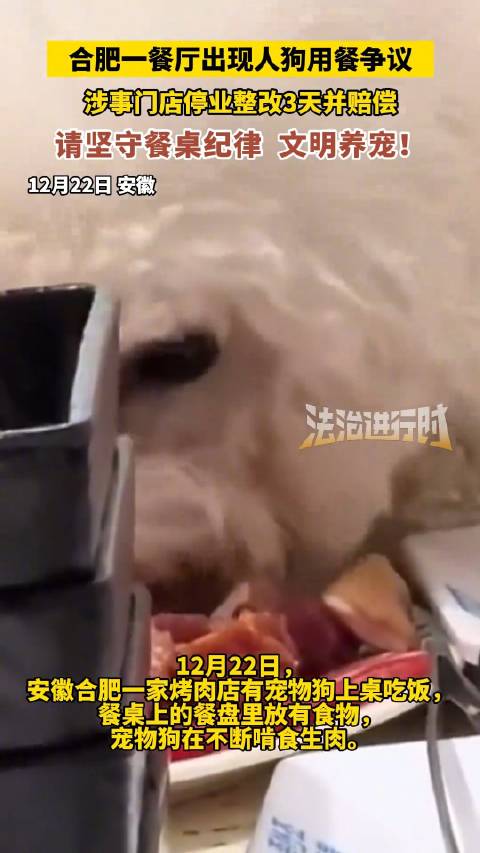 合肥一餐厅有宠物狗上桌吃饭