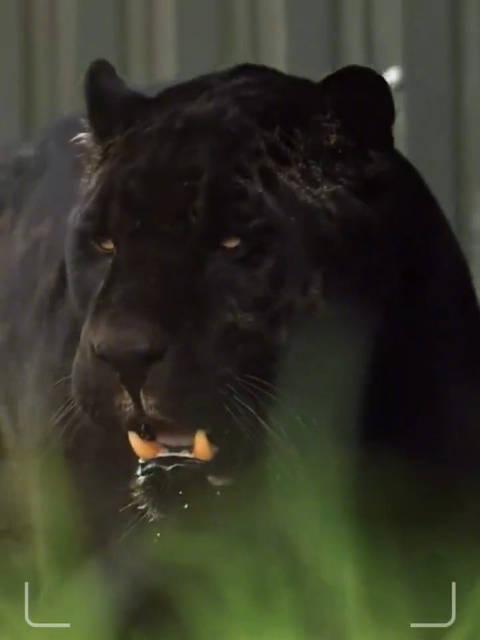 霸气十足！原来这就是五彩斑斓的黑