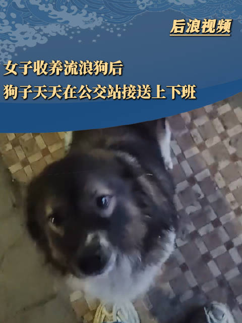 女子被收养流浪狗每天接送上下班