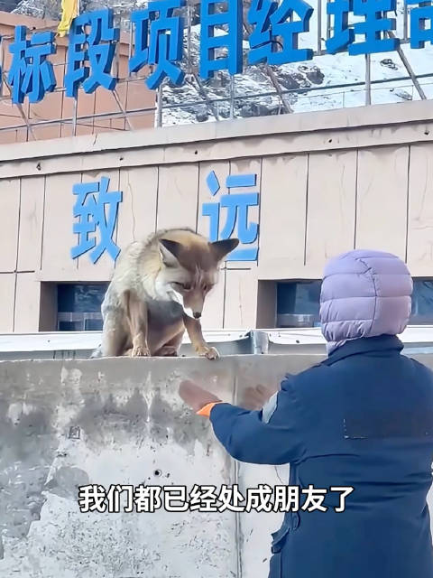 乌尉高速动物通道