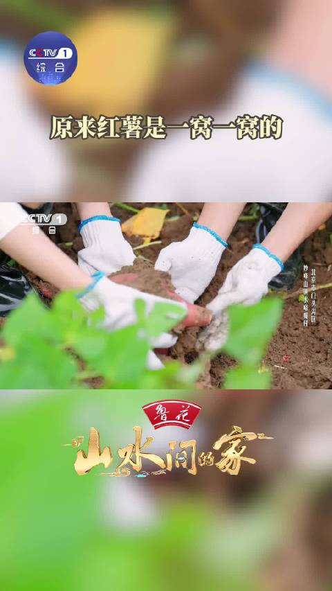 点赞！挖红薯就是早期开盲盒