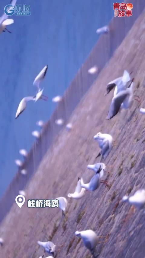 一城山海半城歌，盘点2025青岛演唱会，谁的歌声更青岛？