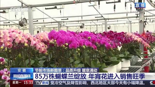 年宵花销售旺季来了