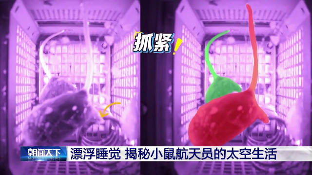 小鼠航天员没睡袋这样睡觉