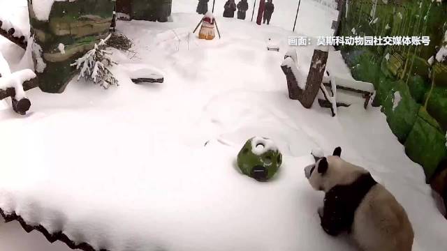 “喀秋莎”最新画面