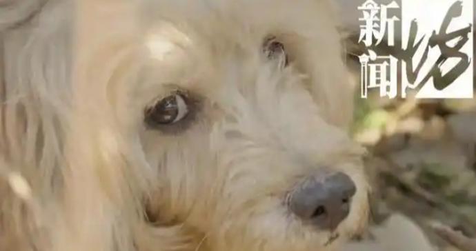 上海版“忠犬八公”的命运，何以触动人心最柔软的部分？