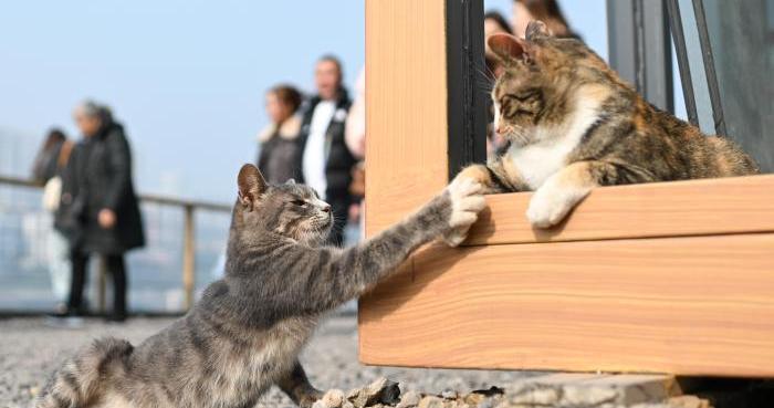 为流浪猫筑“港湾”  重庆一猫猫主题乐园走红