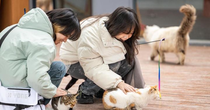 重庆：闲置荒地变身萌宠乐园