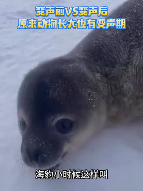 反差感拉满！动物长大居然也有变声期