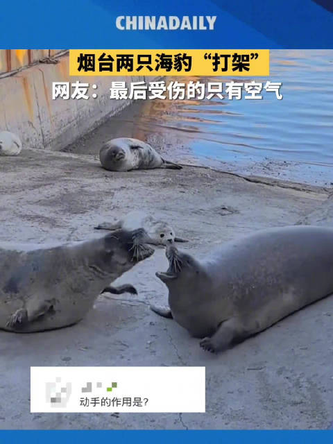 两只海豹打架受伤的只有空气