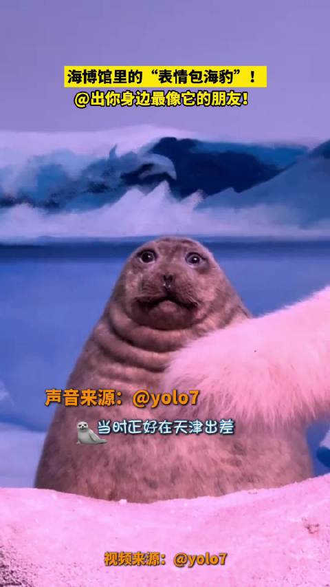 海博馆里的“表情包海豹”！